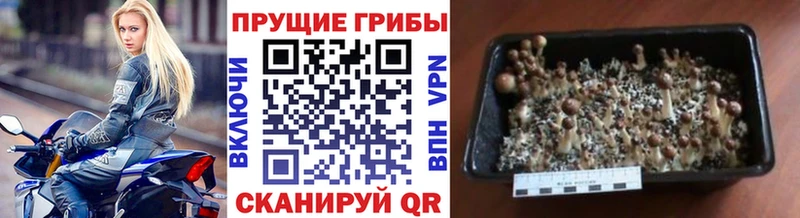 Галлюциногенные грибы Psilocybine cubensis  где купить наркоту  Новоульяновск 